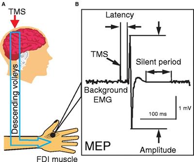 Utility of transcranial magnetic stimulation in the assessment of spinal cord injury: Current status and future directions